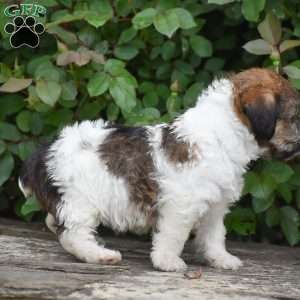 Jacob, Jack-a-poo Puppy