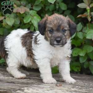 Jacob, Jack-a-poo Puppy
