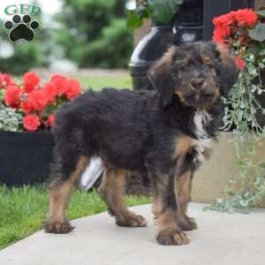 Aaron, Bernedoodle Puppy
