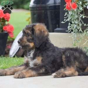 Aaron, Bernedoodle Puppy