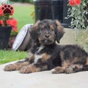 Aaron, Bernedoodle Puppy