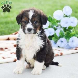 Anthony, Bernedoodle Puppy