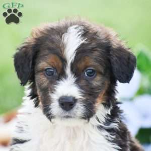 Anthony, Bernedoodle Puppy