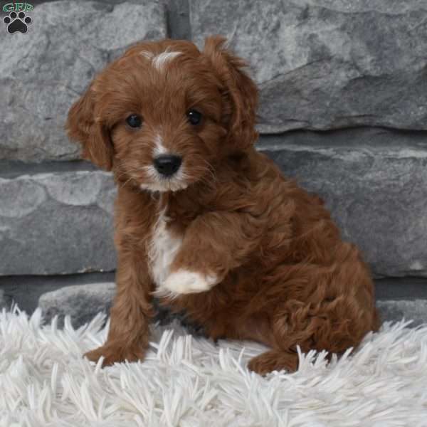 Cinnamon, Cavapoo Puppy
