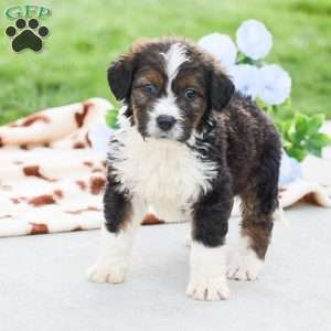 Anthony, Bernedoodle Puppy