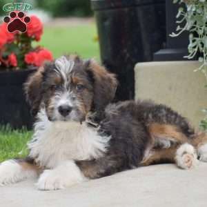Anthony, Bernedoodle Puppy