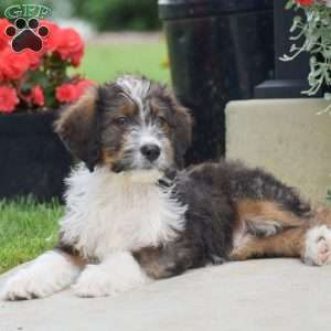 Anthony, Bernedoodle Puppy