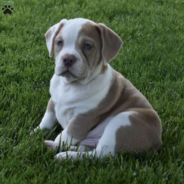 Dozer, Beabull Puppy