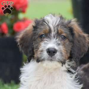 Anthony, Bernedoodle Puppy