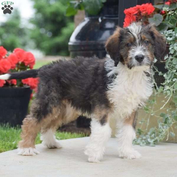 Anthony, Bernedoodle Puppy