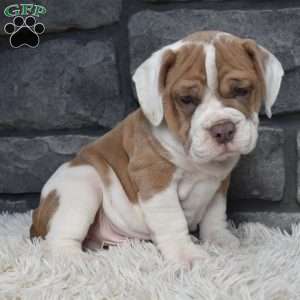 Duke, Beabull Puppy