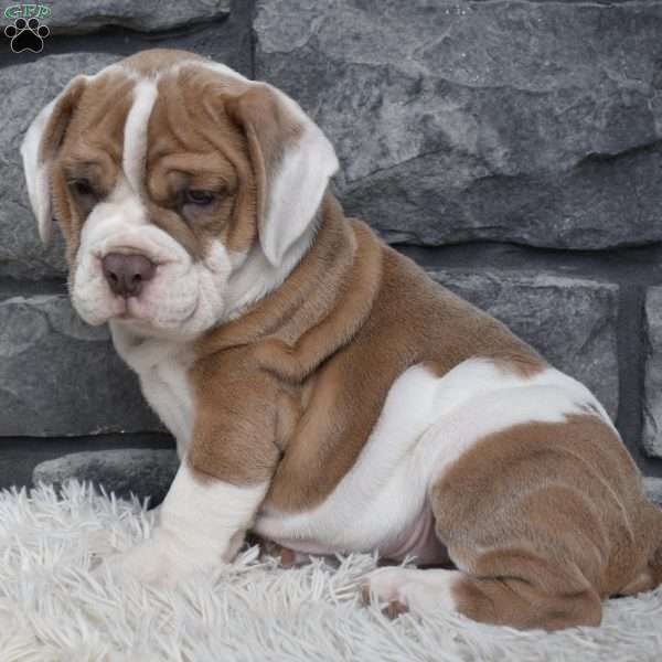 Duke, Beabull Puppy