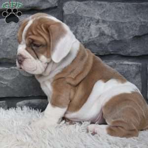 Duke, Beabull Puppy