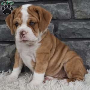 Brownie, Beabull Puppy