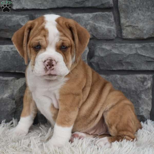Brownie, Beabull Puppy