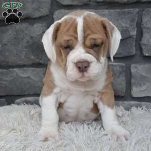 Duke, Beabull Puppy