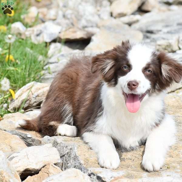 Lucy, Miniature Australian Shepherd Mix Puppy