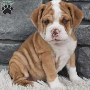 Brownie, Beabull Puppy