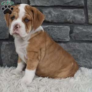 Brownie, Beabull Puppy