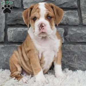 Brownie, Beabull Puppy