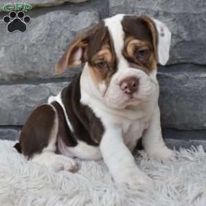 Daisy, Beabull Puppy