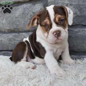 Daisy, Beabull Puppy