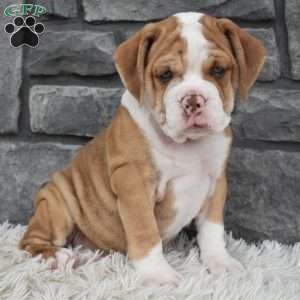Brownie, Beabull Puppy