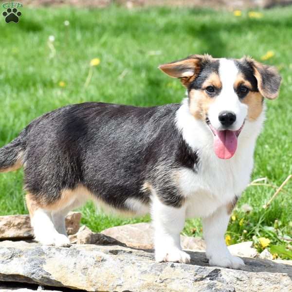 Landon, Miniature Australian Shepherd Mix Puppy