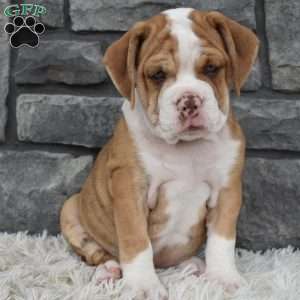 Brownie, Beabull Puppy