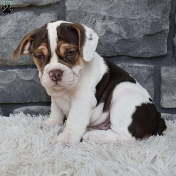 Daisy, Beabull Puppy
