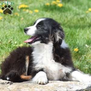 Lux, Miniature Australian Shepherd Mix Puppy
