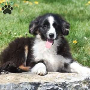 Lux, Miniature Australian Shepherd Mix Puppy