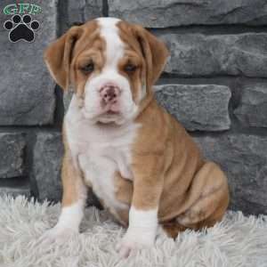 Brownie, Beabull Puppy