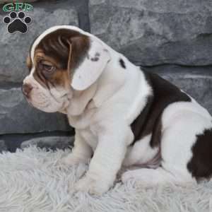 Daisy, Beabull Puppy