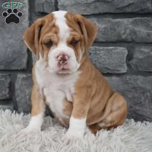 Brownie, Beabull Puppy