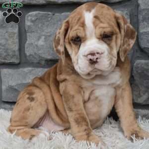 Bailey, Beabull Puppy