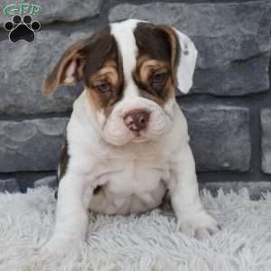 Daisy, Beabull Puppy