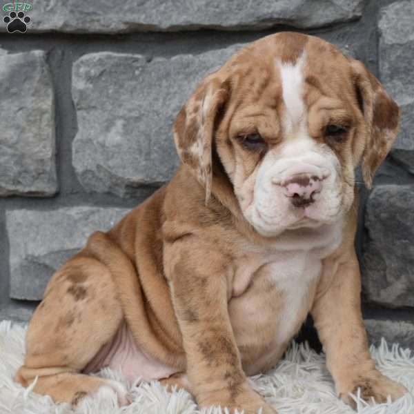 Bailey, Beabull Puppy