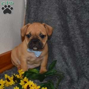 Chubby, French Bulldog Mix Puppy