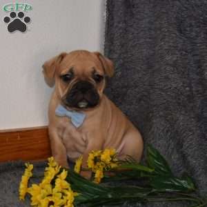 Chubby, French Bulldog Mix Puppy