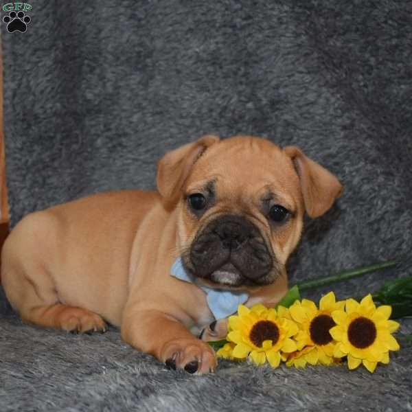 Chubby, French Bulldog Mix Puppy
