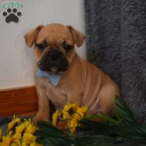 Chubby, French Bulldog Mix Puppy