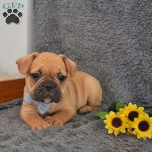 Chubby, French Bulldog Mix Puppy