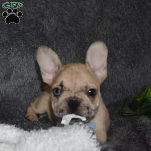 Carter, French Bulldog Mix Puppy