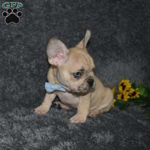 Carter, French Bulldog Mix Puppy