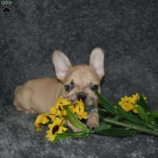 Carter, French Bulldog Mix Puppy