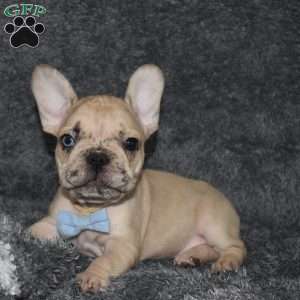 Carter, French Bulldog Mix Puppy