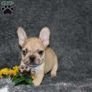 Carter, French Bulldog Mix Puppy