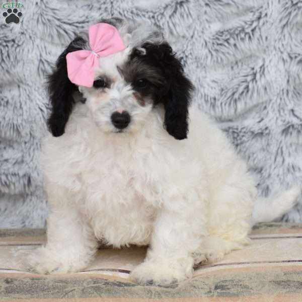 Nadine, Miniature Poodle Puppy