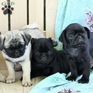 Daffodil, Pug Puppy